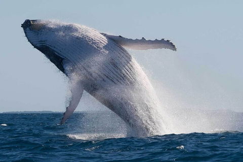 Mooloolaba Whale Watching Tour - Tourism Noosa 4