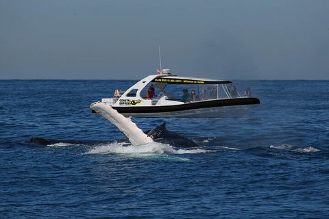 Mooloolaba Whale Watching Tour - Tourism Noosa 5