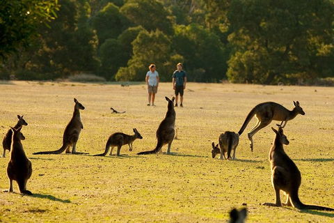 Grampians National Park Small-Group Eco Tour From Melbourne - Tourism Noosa 4