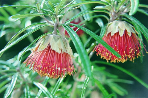 Full-Day Pinnacles Desert And Yanchep National Park Tour From Perth - Tourism Noosa 1