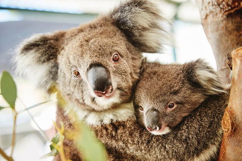 Full-Day Pinnacles Desert And Yanchep National Park Tour From Perth - Tourism Noosa 5