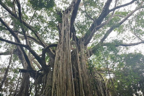 Historic Village Herberton And Tableland Tour - Tourism Noosa 1