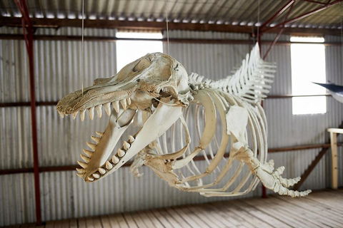 Albany's Whale Story - Tourism Noosa 3