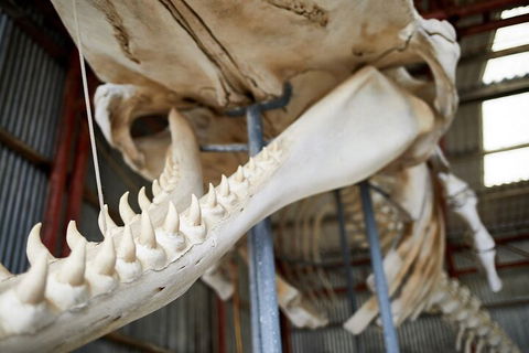 Albany's Whale Story - Tourism Noosa 5
