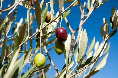 Fine Flavours - Full Day Kangaroo Island Food & Wine Tour - Tourism Noosa 4