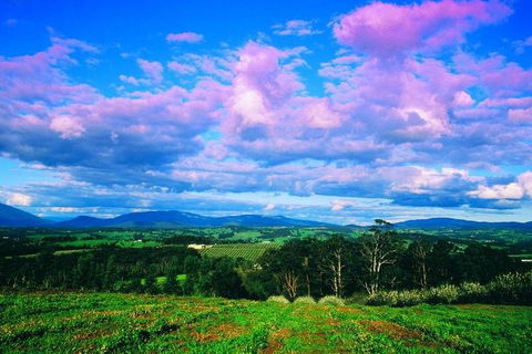 Yarra Valley Wine And Cider Tours By Classic Convertibles From Melbourne - Tourism Noosa 3