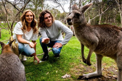 Moonlit Sanctuary Wildlife Conservation Park Daytime General Entry Ticket - Tourism Noosa 2