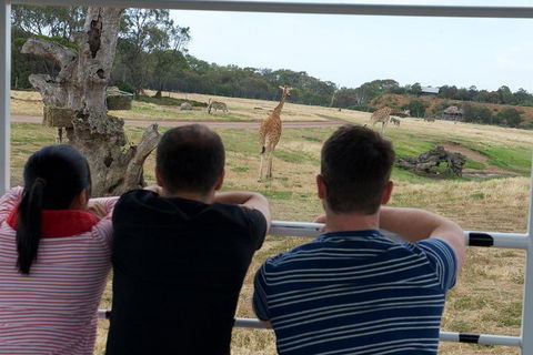 Off-Road Safari At Werribee Open Range Zoo - Tourism Noosa 4
