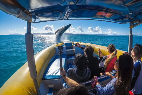 Ocean Rafting Tour To Whitehaven Beach, Hill Inlet Lookout & Top Snorkel Spots - Tourism Noosa 4