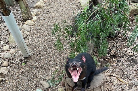 Featherdale Wildlife Park General Admission - Tourism Noosa 1