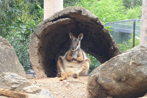 Featherdale Wildlife Park General Admission - Tourism Noosa 2