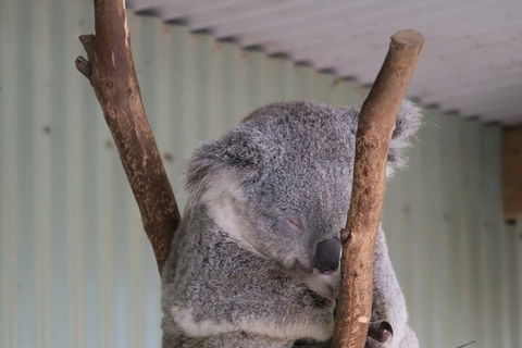 Featherdale Wildlife Park General Admission - Tourism Noosa 3