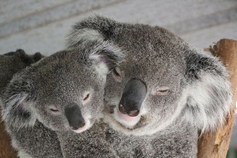 Featherdale Wildlife Park General Admission - Tourism Noosa 4