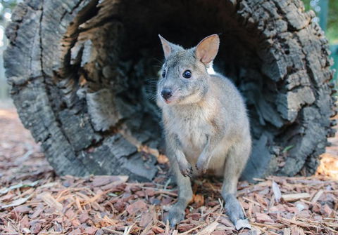 Featherdale Wildlife Park General Admission - Tourism Noosa 5