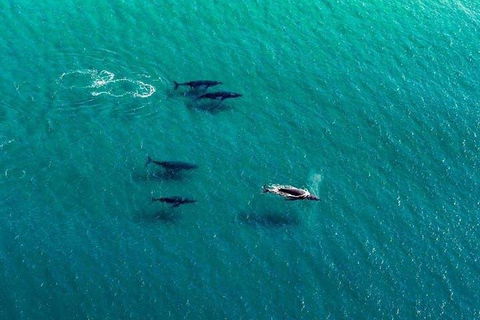 40-45 Minute Port Stephens And Stockton Beach Helicopter Flight - For 2 - Tourism Noosa 0