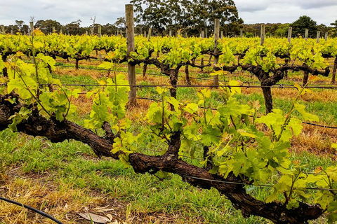Margaret River Indulge And Discover Day Tour - Tourism Noosa 5