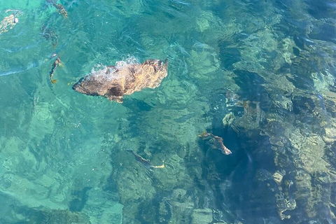 Aquascene Magnetic Island Discovery Tour - Tourism Noosa 1