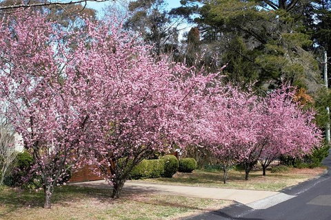 Blue Mountains - Tourism Noosa 1