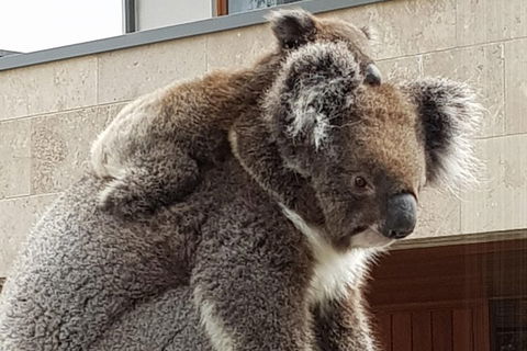 Adelaide Shore Excursion: Adelaide City Tour By Private Limo - Tourism Noosa 4