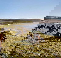 Kangaroo Island Personal Group Tours - Tourism Noosa