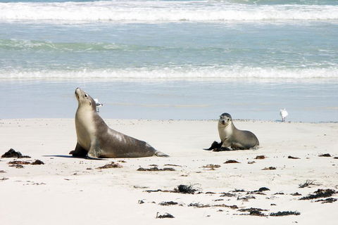 Kangaroo Island Personal Group Tours - Tourism Noosa 3