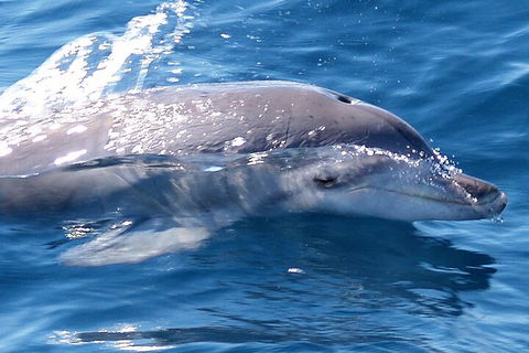 Jervis Bay Dolphin Watch Cruise - Tourism Noosa 0