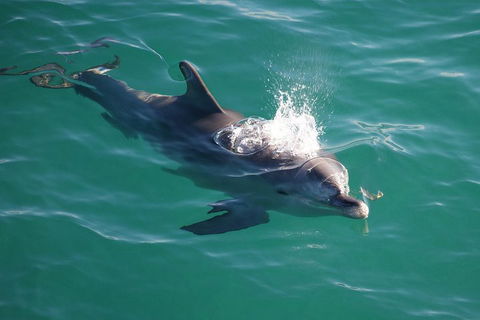 Jervis Bay Dolphin Watch Cruise - Tourism Noosa 1