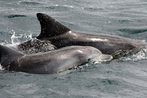 Jervis Bay Dolphin Watch Cruise - Tourism Noosa 2