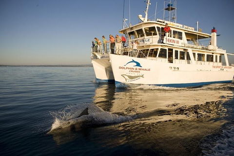Jervis Bay Dolphin Watch Cruise - Tourism Noosa 3