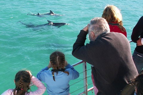 Jervis Bay Dolphin Watch Cruise - Tourism Noosa 4