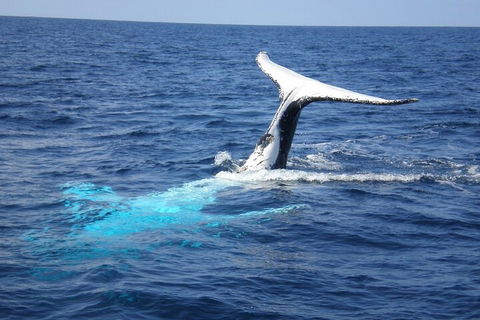 Whale Watching Jervis Bay - Tourism Noosa 0