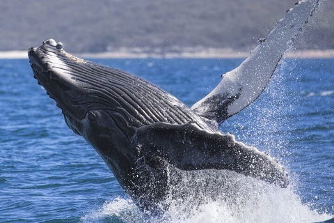 Whale Watching Jervis Bay - Tourism Noosa 2