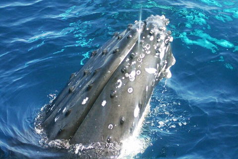 Whale Watching Jervis Bay - Tourism Noosa 3