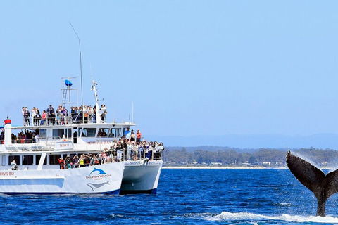 Whale Watching Jervis Bay - Tourism Noosa 4