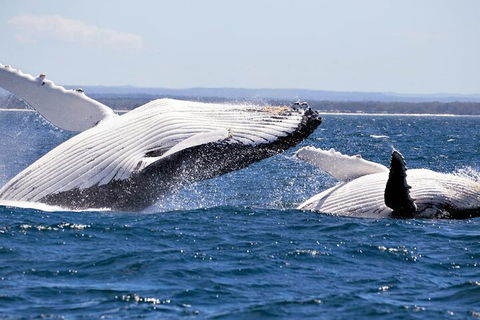 Whale Watching Jervis Bay - Tourism Noosa 5