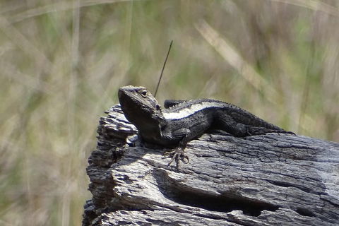 Inside The Greater Blue Mountains World Heritage - A Private Wildlife Safari Overnight - Tourism Noosa 2