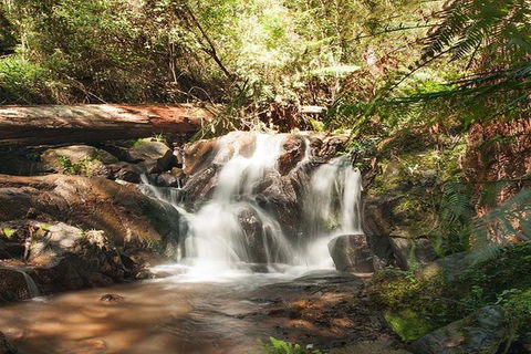 Discover Tour: Dandenong Ranges & William Ricketts Sanctuary - Tourism Noosa 1