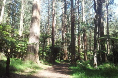 Discover Tour: Dandenong Ranges & William Ricketts Sanctuary - Tourism Noosa 5