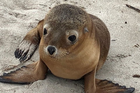 Kangaroo Island Scenic Trail Tour - Tourism Noosa 0