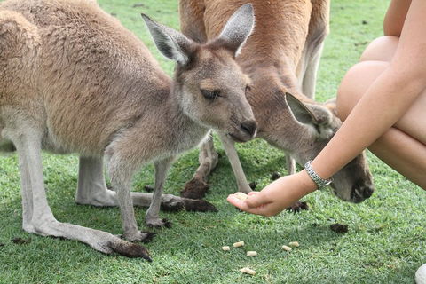 Pinnacles Desert, Koalas And Sandboarding 4WD Day Tour From Perth - Tourism Noosa 1