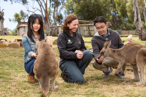 Bonorong Wildlife Park And Richmond Afternoon Tour From Hobart - Tourism Noosa 1