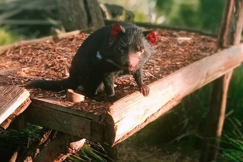 Bonorong Wildlife Park And Richmond Afternoon Tour From Hobart - Tourism Noosa 4