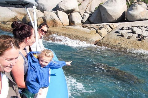 Seal Island Boat Tour From Victor Harbor - Tourism Noosa 4