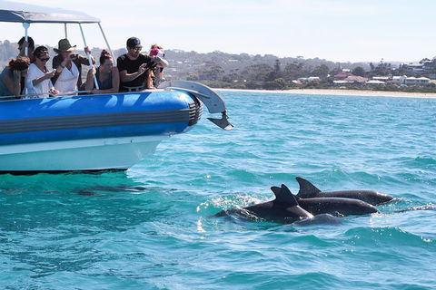 Seal Island Boat Tour From Victor Harbor - Tourism Noosa 5