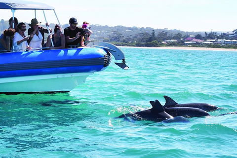Southern Ocean Adventure From Victor Harbor - Tourism Noosa 2