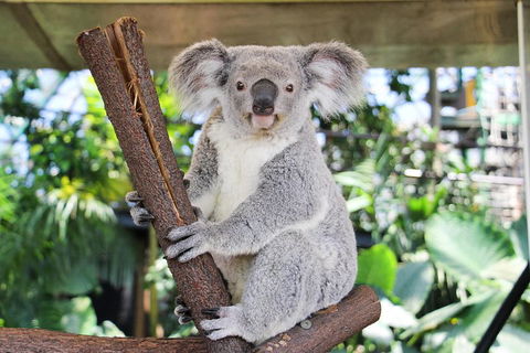 Cairns ZOOM And Wildlife Dome - Tourism Noosa 0