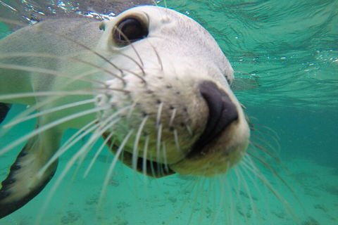 6-Day Eyre Peninsula & Flinders Ranges Adventure Tour - Tourism Noosa 2