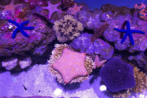 Cairns Aquarium Admission Ticket - Tourism Noosa 5