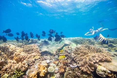 Outer Reef Pontoon Experience From Cairns - Tourism Noosa 4