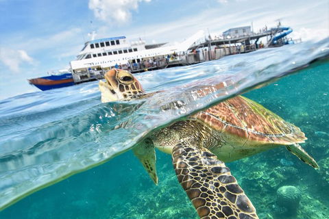 Outer Reef Pontoon Experience From Cairns - Tourism Noosa 5